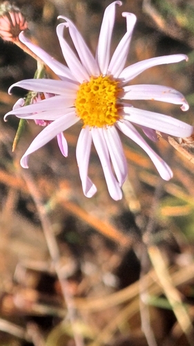 Athrixia elata