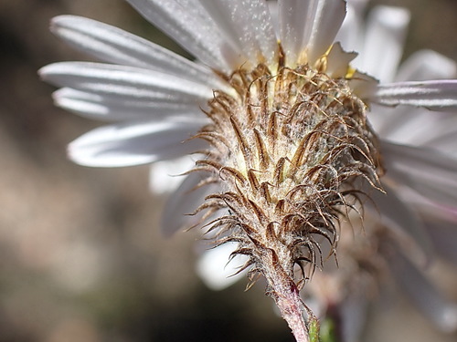 Athrixia heterophylla