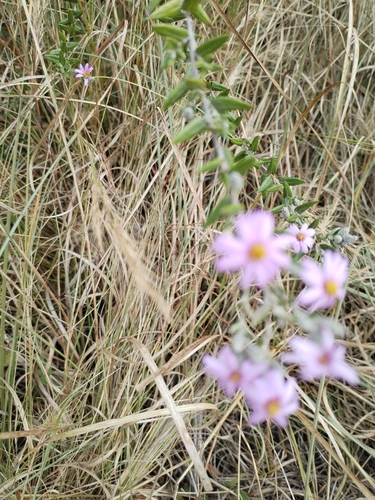 Athrixia phylicoides