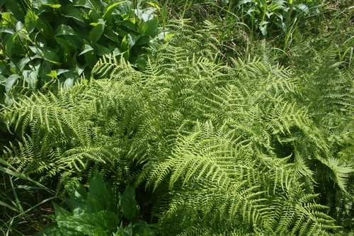 Athyrium alpestre
