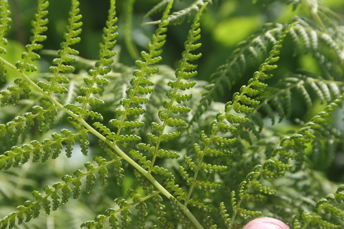 Athyrium alpestre