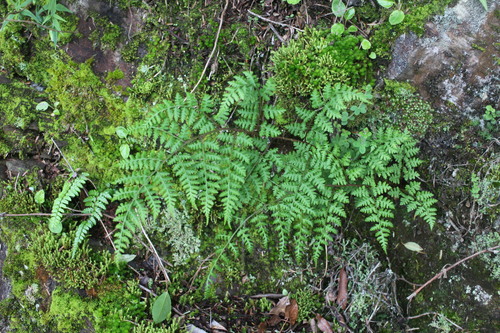 Athyrium atkinsonii