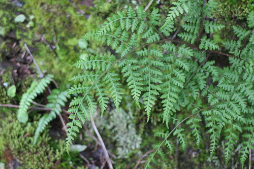 Athyrium atkinsonii