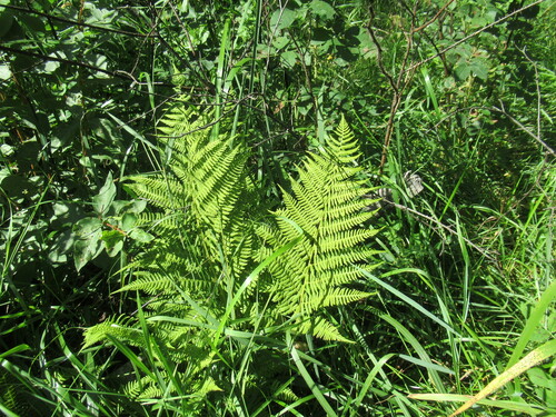 Athyrium brevifrons