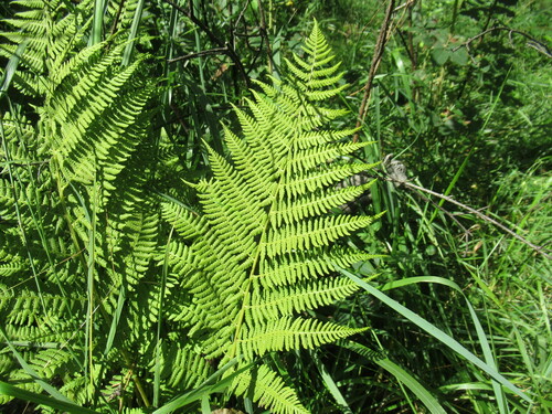 Athyrium brevifrons