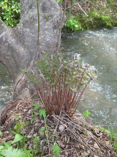 Athyrium rubripes