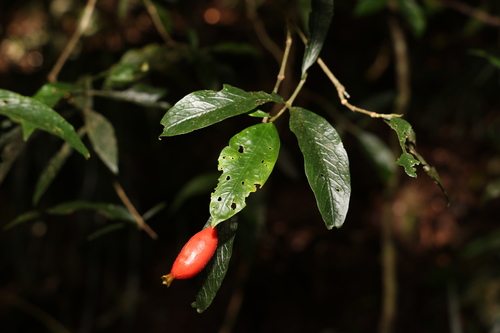 Atractocarpus chartaceus