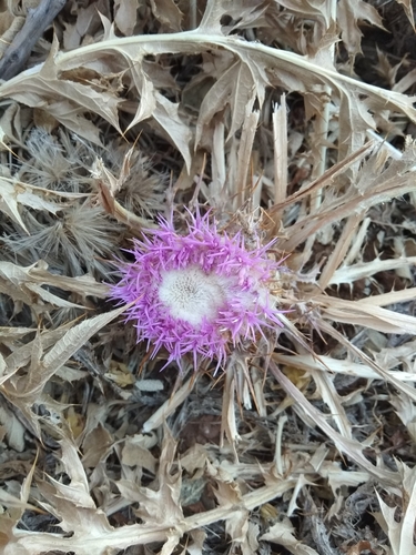 Atractylis gummifera