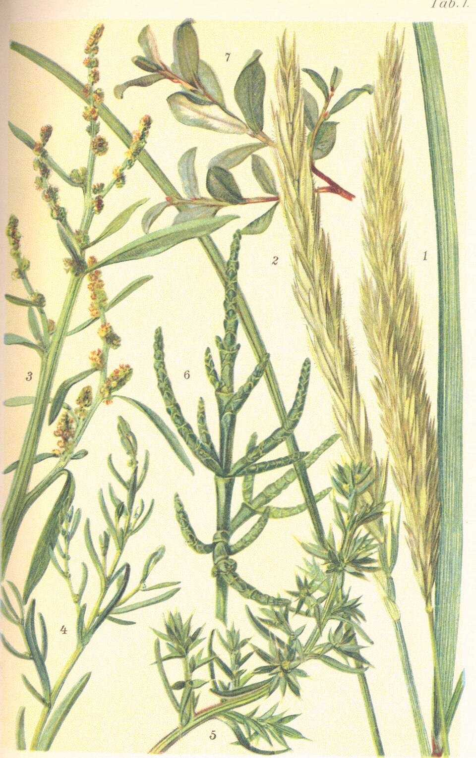 Atriplex arenaria