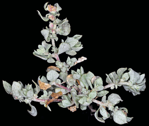 Atriplex argentea