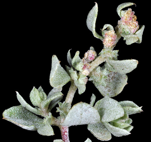 Atriplex argentea