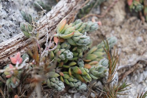 Atriplex californica