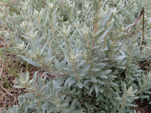 Atriplex cinerea