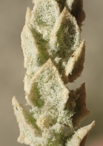 Atriplex coronata