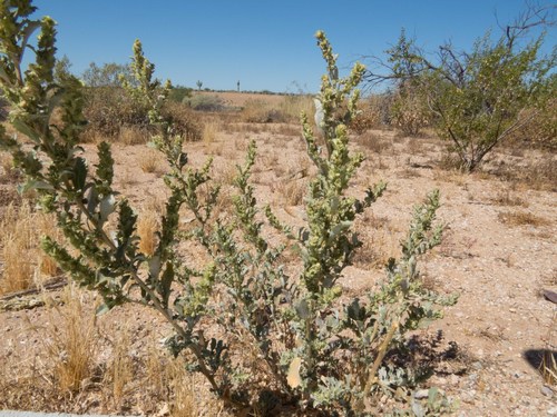 Atriplex elegans