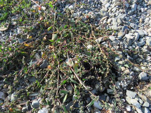 Atriplex glabriuscula