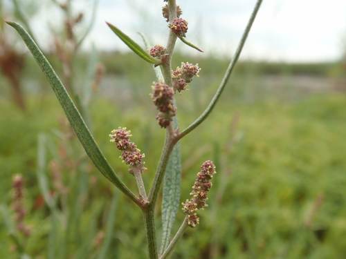 Atriplex gmelinii