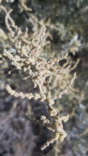 Atriplex halimus