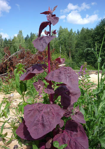 Atriplex hortensis