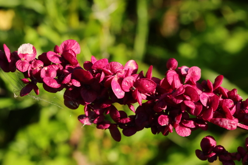 Atriplex hortensis