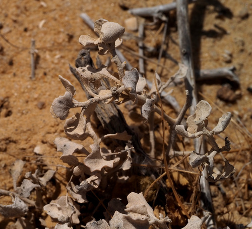 Atriplex leucoclada