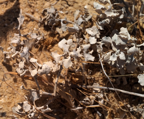 Atriplex leucoclada