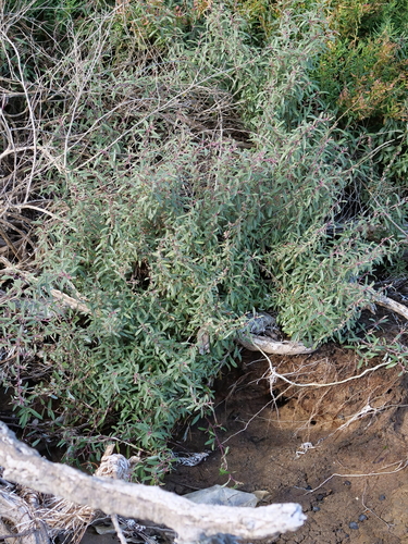 Atriplex paludosa