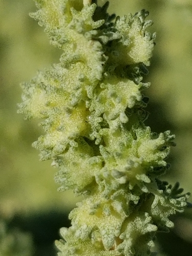 Atriplex polycarpa