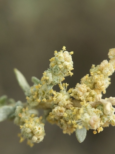 Atriplex polycarpa