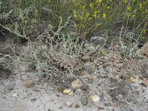 Atriplex powellii
