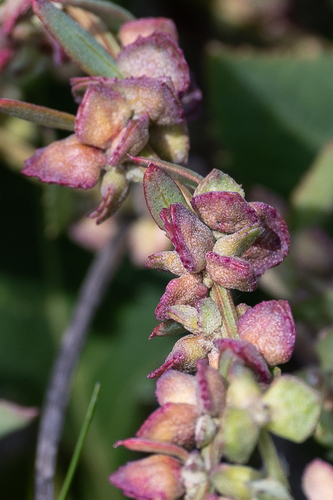 Atriplex prostrata