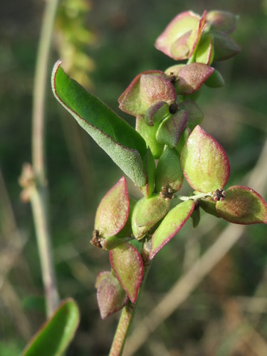 Atriplex prostrata