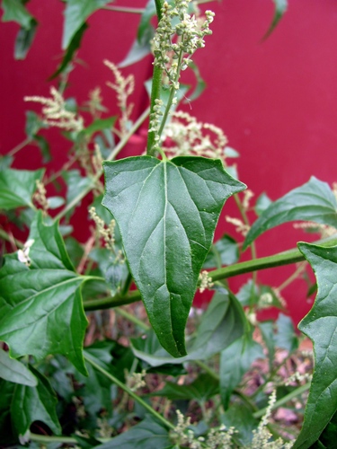 Atriplex sagittata