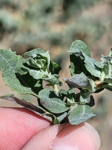 Atriplex serenana