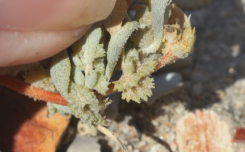 Atriplex serenana