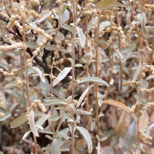Atriplex stipitata