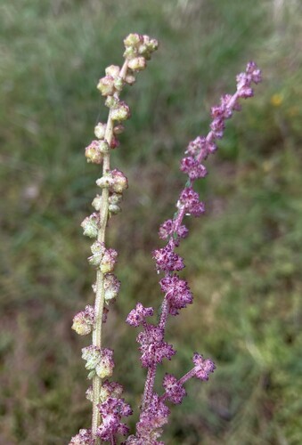 Atriplex subspicata