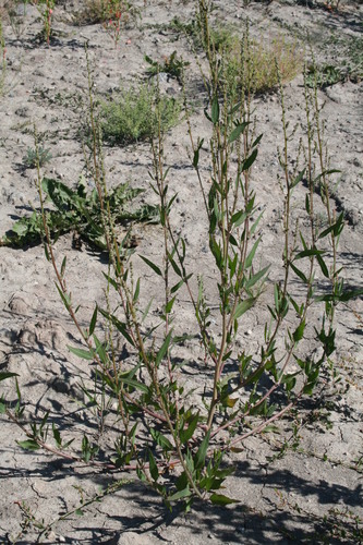 Atriplex subspicata