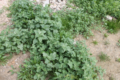 Atriplex tatarica