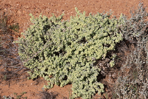 Atriplex vesicaria