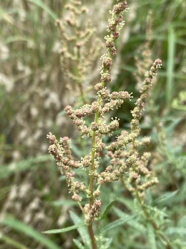 Atriplex wrightii