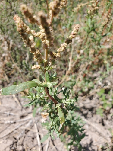 Atriplex wrightii