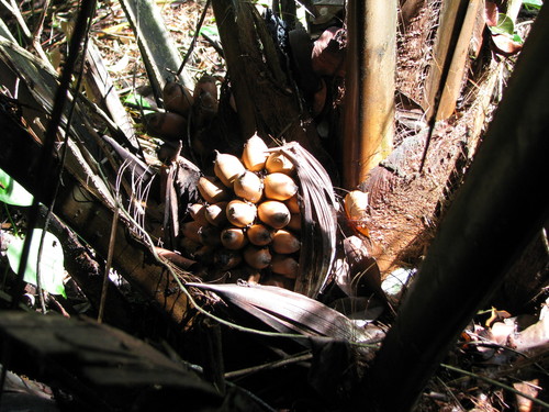 Attalea allenii