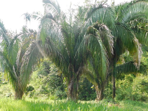 Attalea butyracea