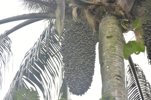 Attalea colenda