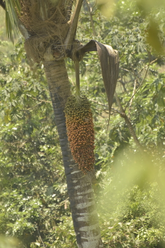 Attalea colenda