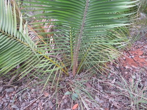 Attalea compta