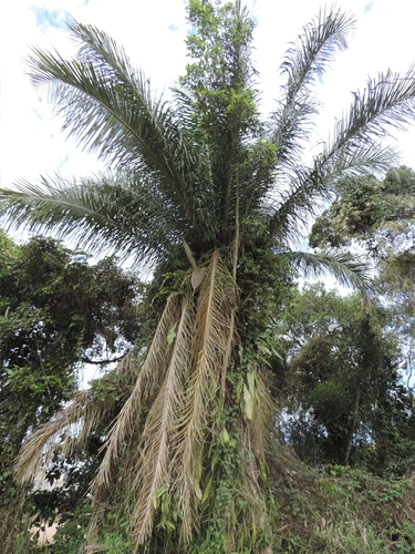 Attalea dubia