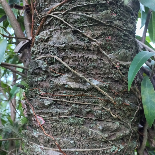 Attalea dubia