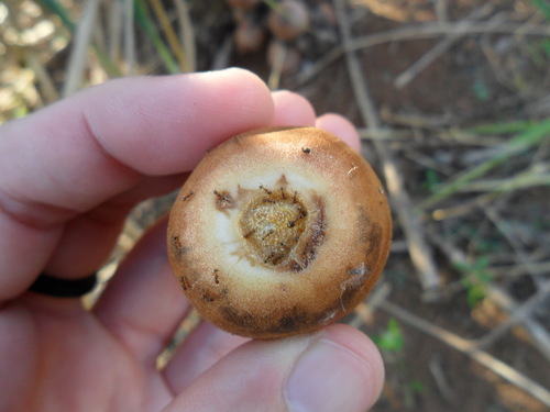 Attalea exigua